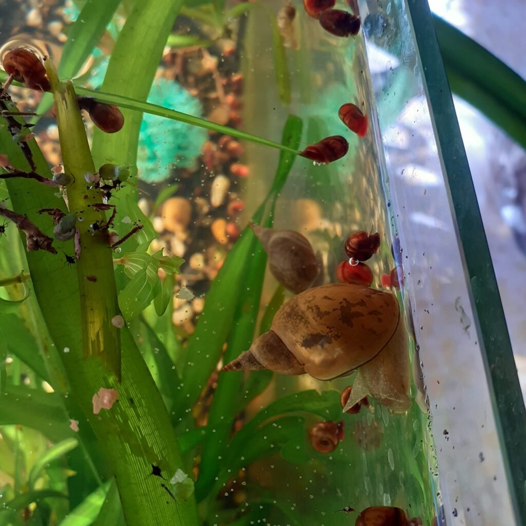 Прудовик и катушки