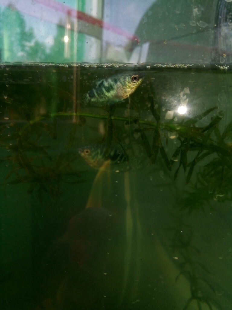 Аквариум 48л