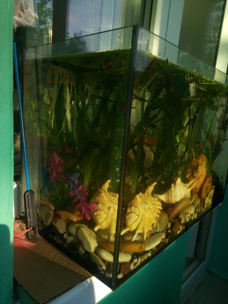 Аквариум и сачок