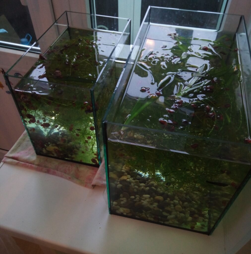 Аквариумы 10л и 20л
