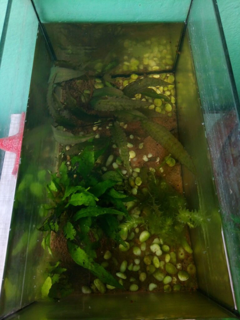 Криптокорина, таиландский папоротник, элодея