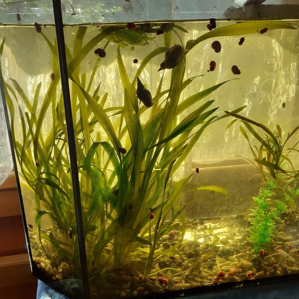 Валлиснерия